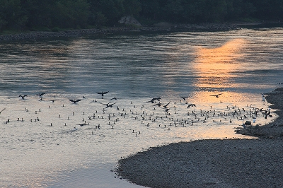 宇治川に憩う水鳥の群れ.jpg