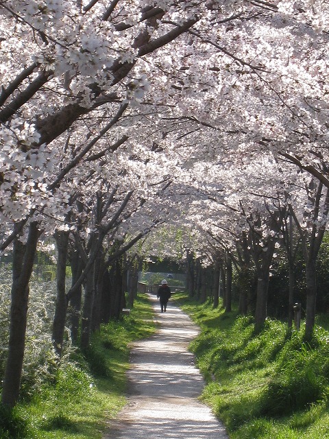 IMG_0194花の散歩道.jpg