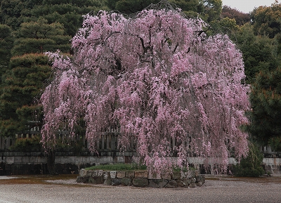 桃山御陵桜.jpg